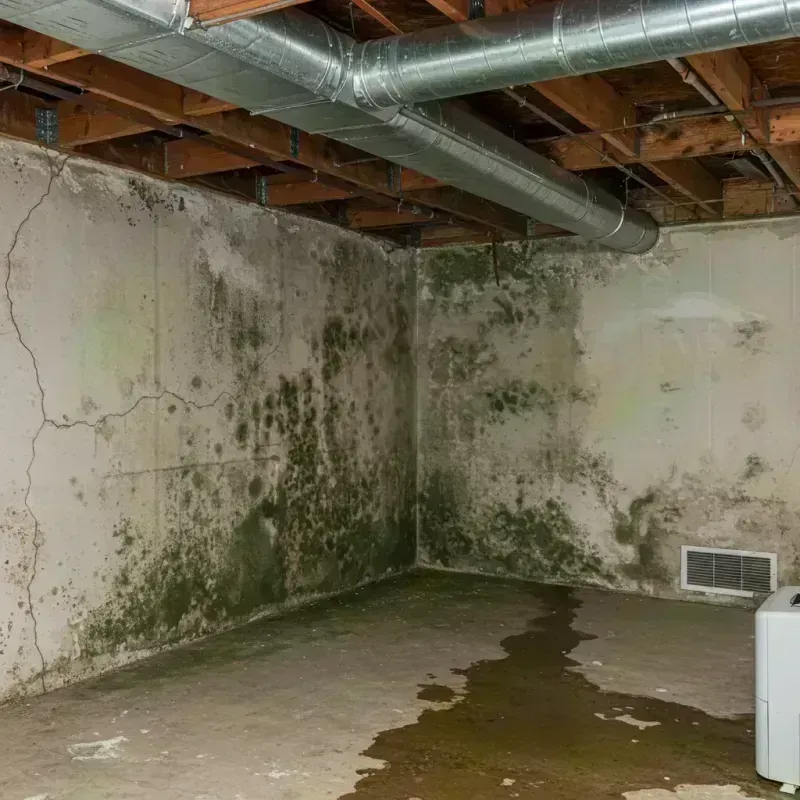 Professional Mold Removal in Castle Point, MO